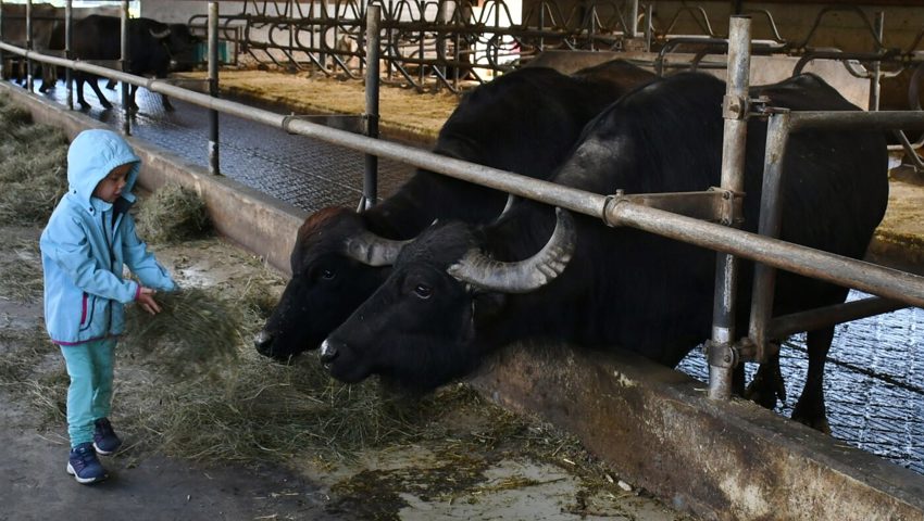  Auf dem Hof der Familie Litscher in Sevelen haben es die Wasserbüffel den Besucherinnen und Besucher ganz besonders angetan.