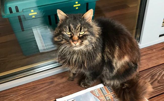 Neugier führt eine Katze weit weg von zu Hause: Mia reist 170 Kilometer weit