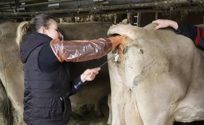 Besamung auf Bestellung: Fortpflanzung per Katalog und ein geübter Griff