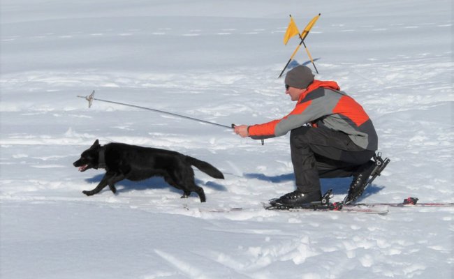 «Der Hund soll Spass im Schnee haben»: Wie Lawinenhunde ausgebildet werden
