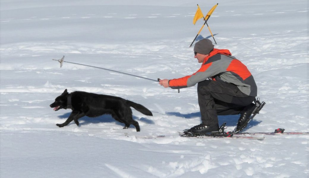 «Der Hund soll Spass im Schnee haben»: Wie Lawinenhunde ausgebildet werden