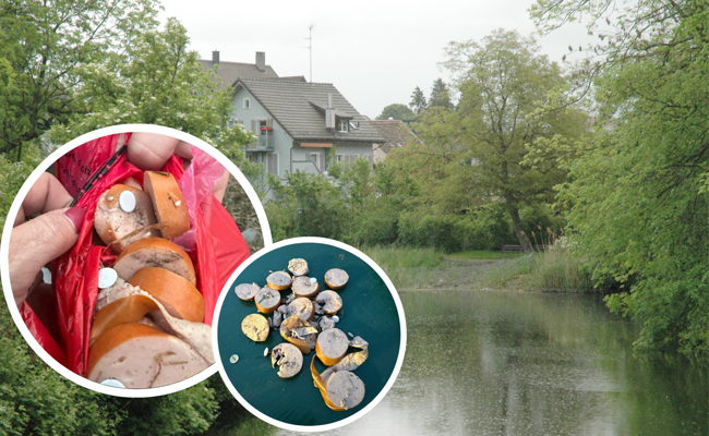 Cervelats mit Reissnägeln: Hundehasser treiben ihr Unwesen