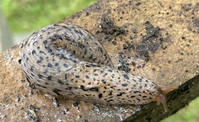 Der Tigerschnegel, die Raubkatze unter den Schnecken