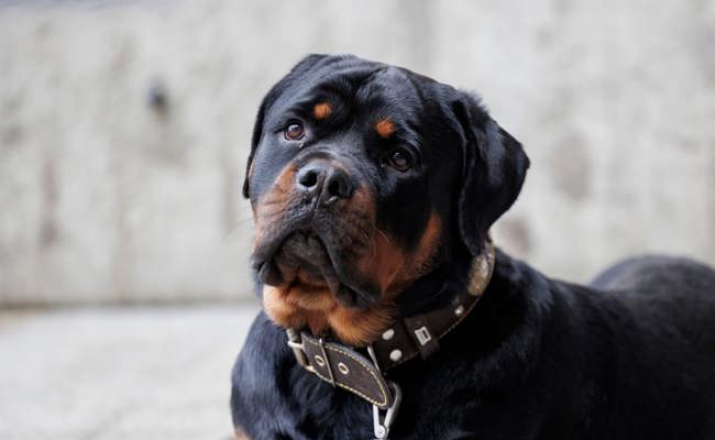 Rottweiler in Transportbox gehalten: Junger Mann zieht Einsprache gegen Strafbefehl zurück