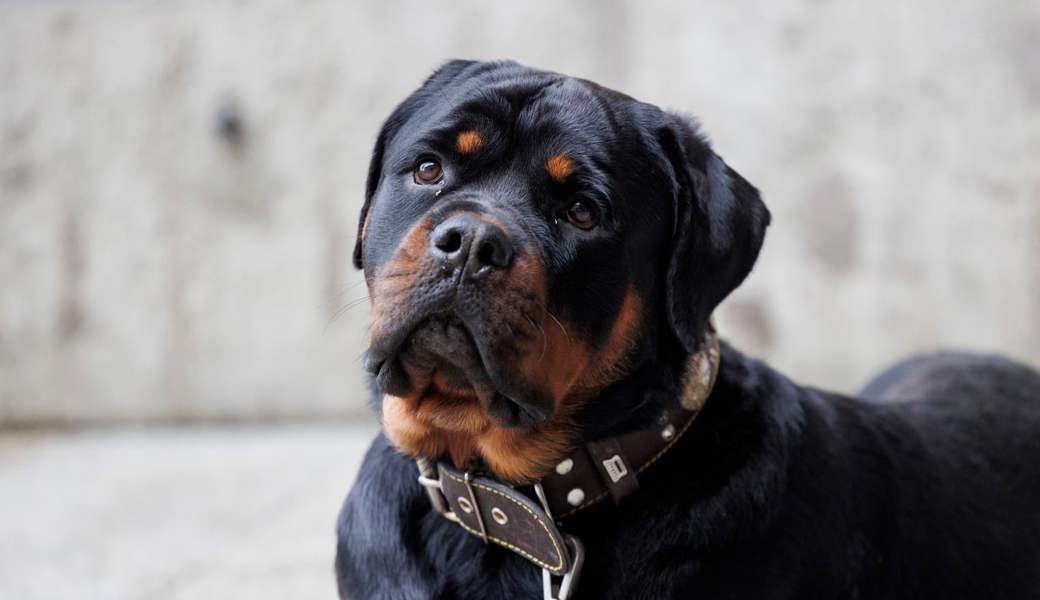 Sein Rottweiler sei «recht schwierig und überdreht» gewesen, sagt der Halter. 