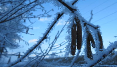 Bereits jetzt im Januar f(liegen) in der Region Werdenberg Pollen in der Luft