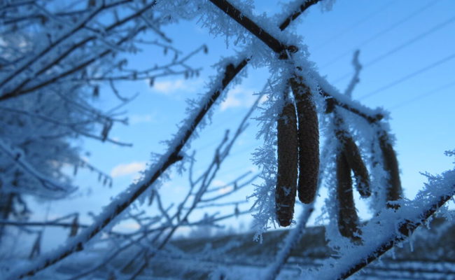 Bereits jetzt im Januar f(liegen) in der Region Werdenberg Pollen in der Luft