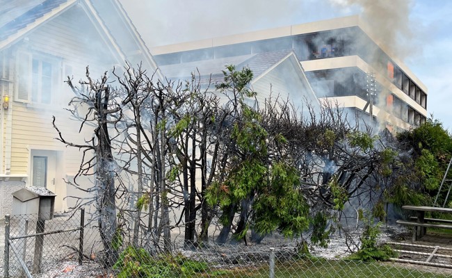 Mann steckt 15 Meter langen Abschnitt einer Hecke in Brand