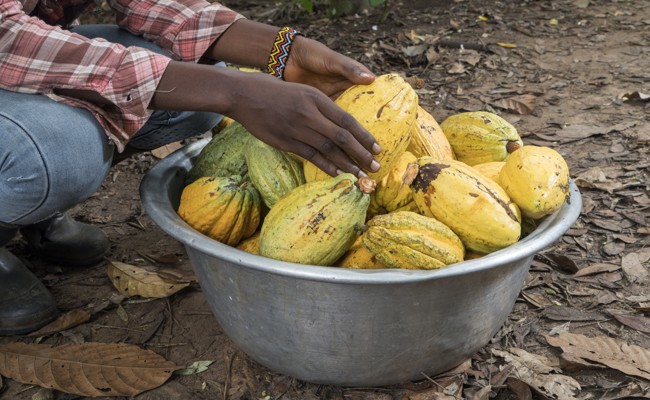 Kakaokrise eskaliert: Lindt-Schoggi in der Schweiz wird «massiv teurer»