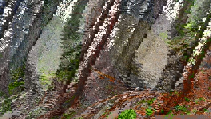  Auf der Säntisalp, fotografiert von Leon Klingler, Gewinner der Kategorie Schutz vor Naturgefahren. 