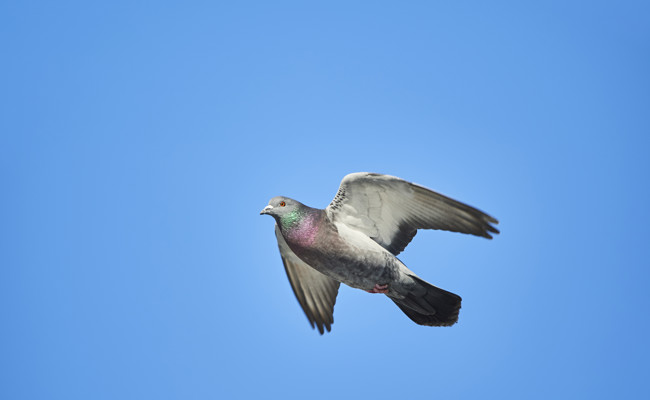 Taubenkot gefährdet Bausubstanz des Kirchturms