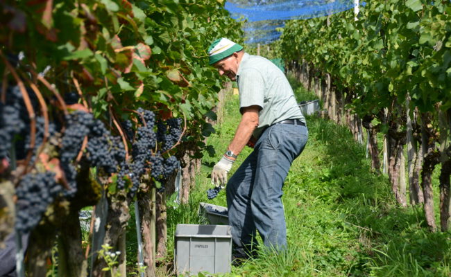Qualität und Menge stimmt: Gute Traubenernte dank sonnigem Sommer und goldenem Herbst