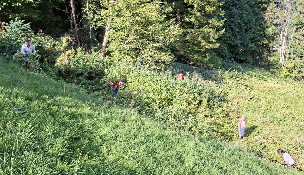 Gemeinsam haben sie viel Springkraut bekämpft