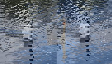 Obwohl schon Juni ist: Schwanenpaar könnte doch noch Nachwuchs bekommen