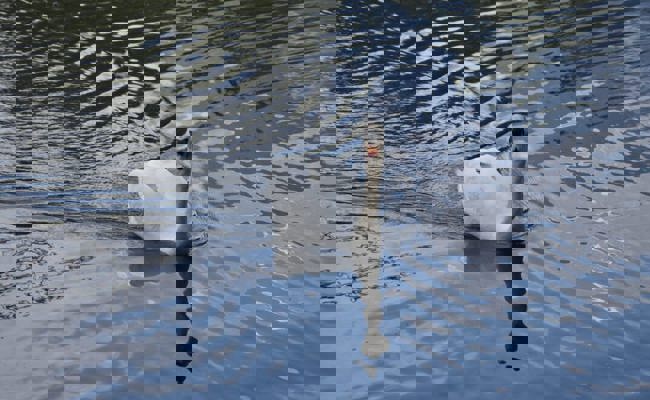 Obwohl schon Juni ist: Schwanenpaar könnte doch noch Nachwuchs bekommen