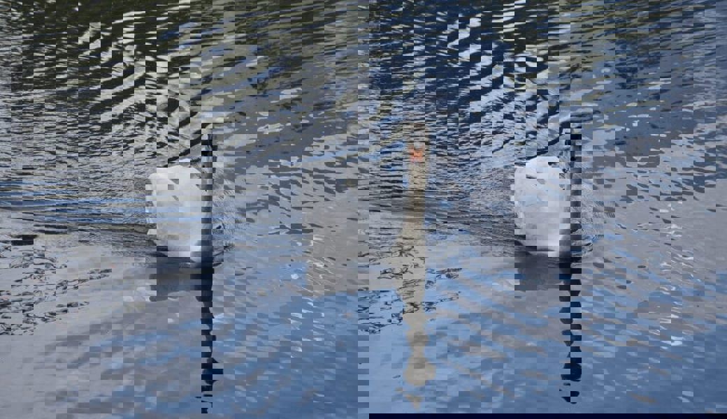  Derzeit sieht man nur einen Schwan auf dem Werdenbergersee schwimmen, da der andere brütet. 