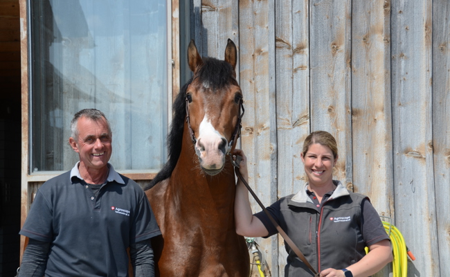 Die Pferdezuchtsaison hat begonnen
