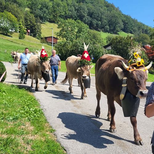 Für den Alpabzug schmücken die Sennen und Bauern die Tiere mit Blumen und Fähnli. Für den Alpabzug schmücken die Sennen und Bauern die Tiere mit Blumen und Fähnli.