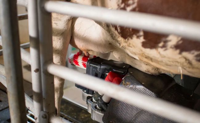 Hackerangriffe auf Melkroboter: Cyberkriminelle erpressen Milchbauern