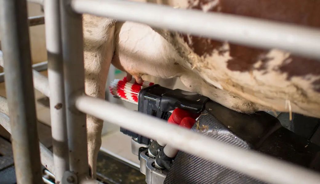 Melkroboter sind an einen Computer angeschlossen und bieten somit eine Angriffsfläche für Cyberkriminalität. 