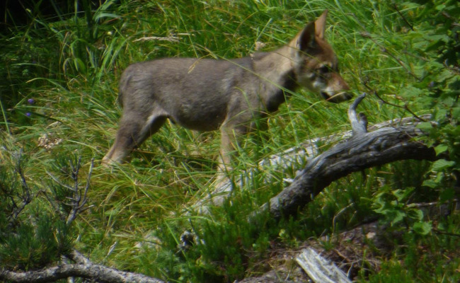 Jungwölfe im Weisstannental erlegt: Regulation vorerst abgeschlossen