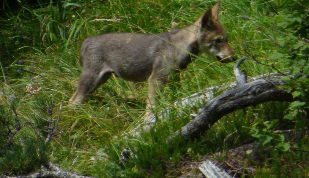 Mit dem Abschuss zweier Jungwölfe dürfte fürs Erste Ruhe im Schilt-Rudel herrschen.