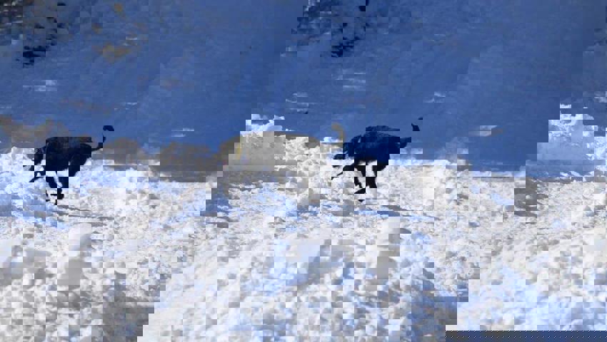  Ist der Hund fündig geworden, schart er als Zeichen für den Hundeführer. 