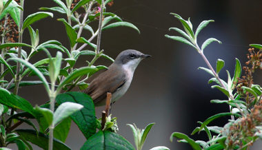 Die Grau- und Trauerschnäpper jagen Insekten fast ausschliesslich im Flug