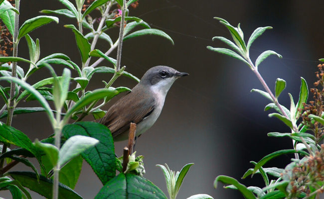 Die Grau- und Trauerschnäpper jagen Insekten fast ausschliesslich im Flug