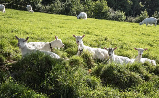 Ziegen zu mager? Tierhalterin gegen das Veterinäramt