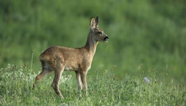 Hund hetzte Rehgeiss und riss sie – Hundehalterin steht vor dem Kreisgericht