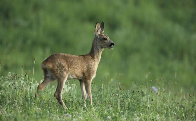 Hund hetzte Rehgeiss und riss sie – Hundehalterin steht vor dem Kreisgericht
