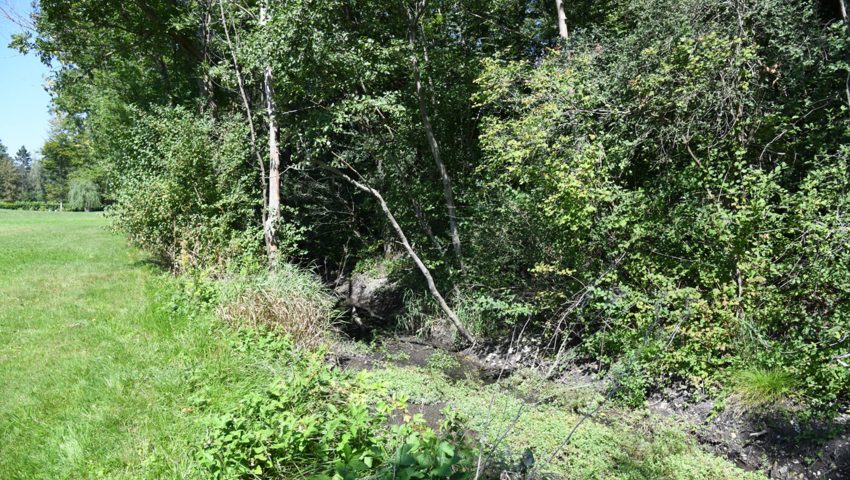 Der Böschengiessen versorgte in der Vergangenheit die Aufzuchtanlage mit Wasser, nun ist er stellenweise ausgetrocknet. Der Böschengiessen versorgte in der Vergangenheit die Aufzuchtanlage mit Wasser, nun ist er stellenweise ausgetrocknet.