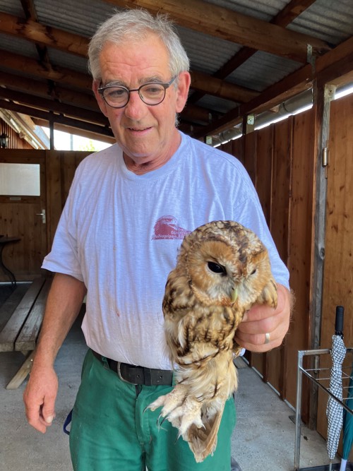 Der Waldkauz ist in guten Händen: Lucien Nigg vom Greifvogelpark Buchs mit dem geschwächten Tier. Der Waldkauz ist in guten Händen: Lucien Nigg vom Greifvogelpark Buchs mit dem geschwächten Tier.