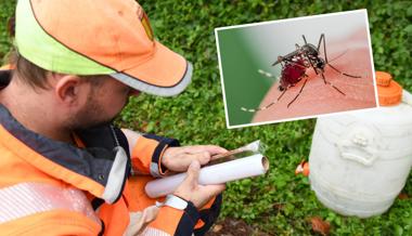 Die Gemeinde Sennwald hat der Tigermücke den Kampf angesagt