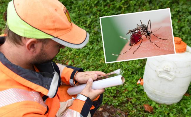 Die Gemeinde Sennwald hat der Tigermücke den Kampf angesagt
