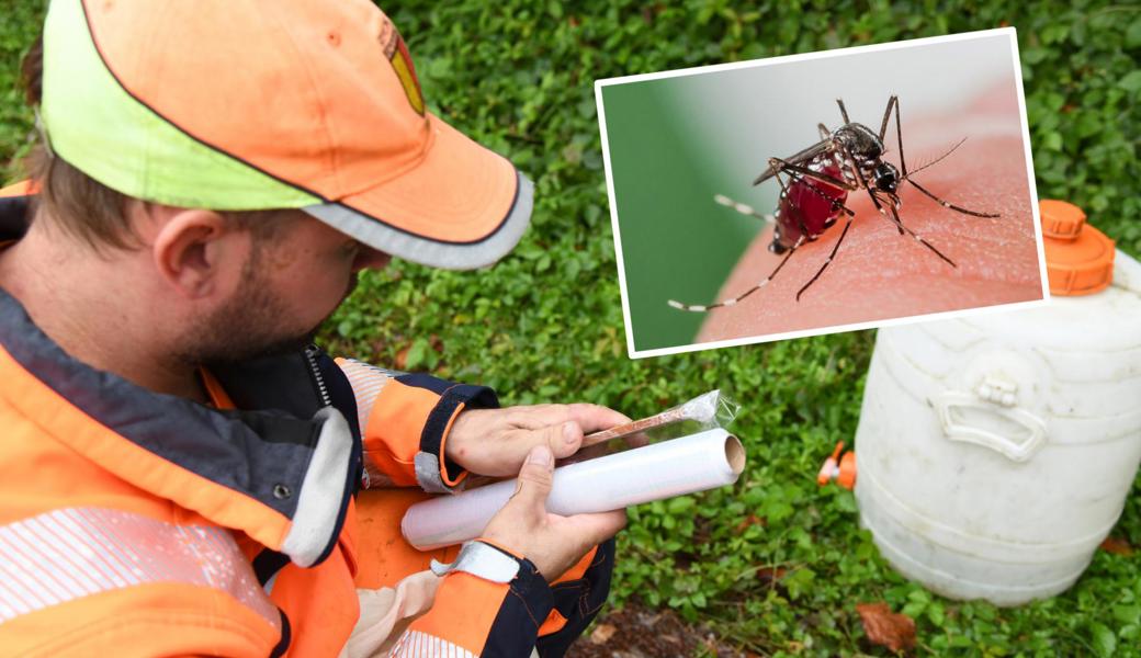 Die Gemeinde Sennwald hat der Tigermücke den Kampf angesagt