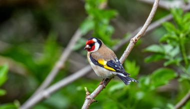 Von Spätrückkehrern und glücklichen Beobachtungen: Die Vogelwelt im Wonnemonat Mai