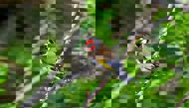 Von Spätrückkehrern und glücklichen Beobachtungen: Die Vogelwelt im Wonnemonat Mai