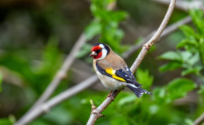 Von Spätrückkehrern und glücklichen Beobachtungen: Die Vogelwelt im Wonnemonat Mai