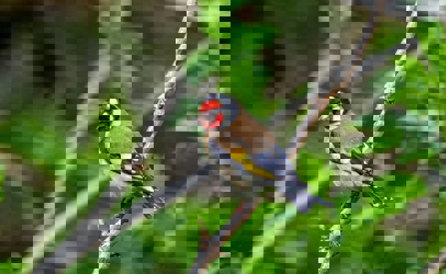 Von Spätrückkehrern und glücklichen Beobachtungen: Die Vogelwelt im Wonnemonat Mai