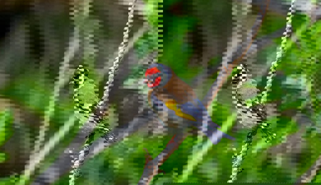  Der Stieglitz, auch Distelfink genannt. 