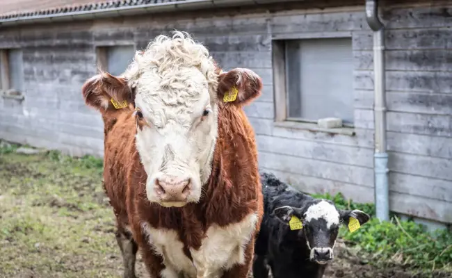 Bereits zehn Höfe im Vorarlberg wegen Rindertuberkulose geschlossen – das sagen die Ostschweizer Ämter