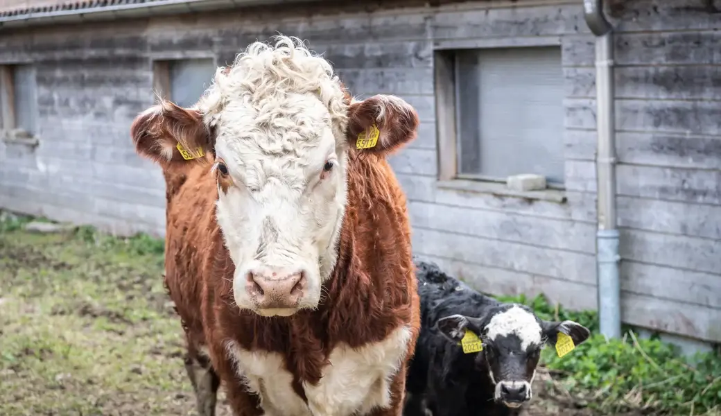 Auf einem Hof mussten hundert Tiere geschlachtet werden.