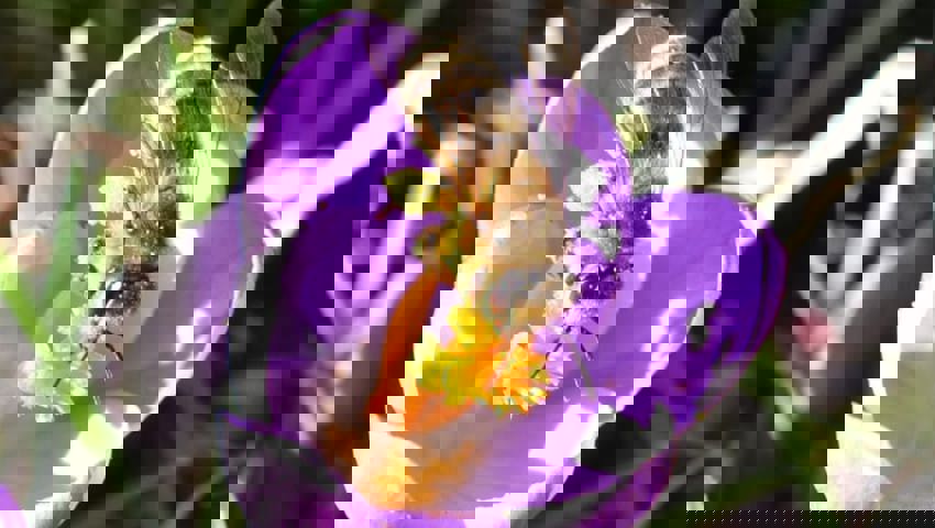  Ausser den Honigbienen leben rund 600 Wildbienenarten in der Schweiz.