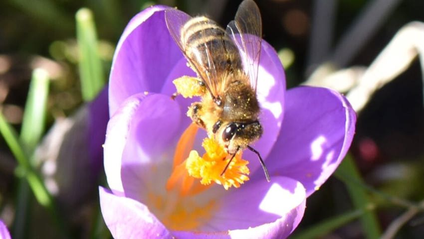  Ausser den Honigbienen leben rund 600 Wildbienenarten in der Schweiz.