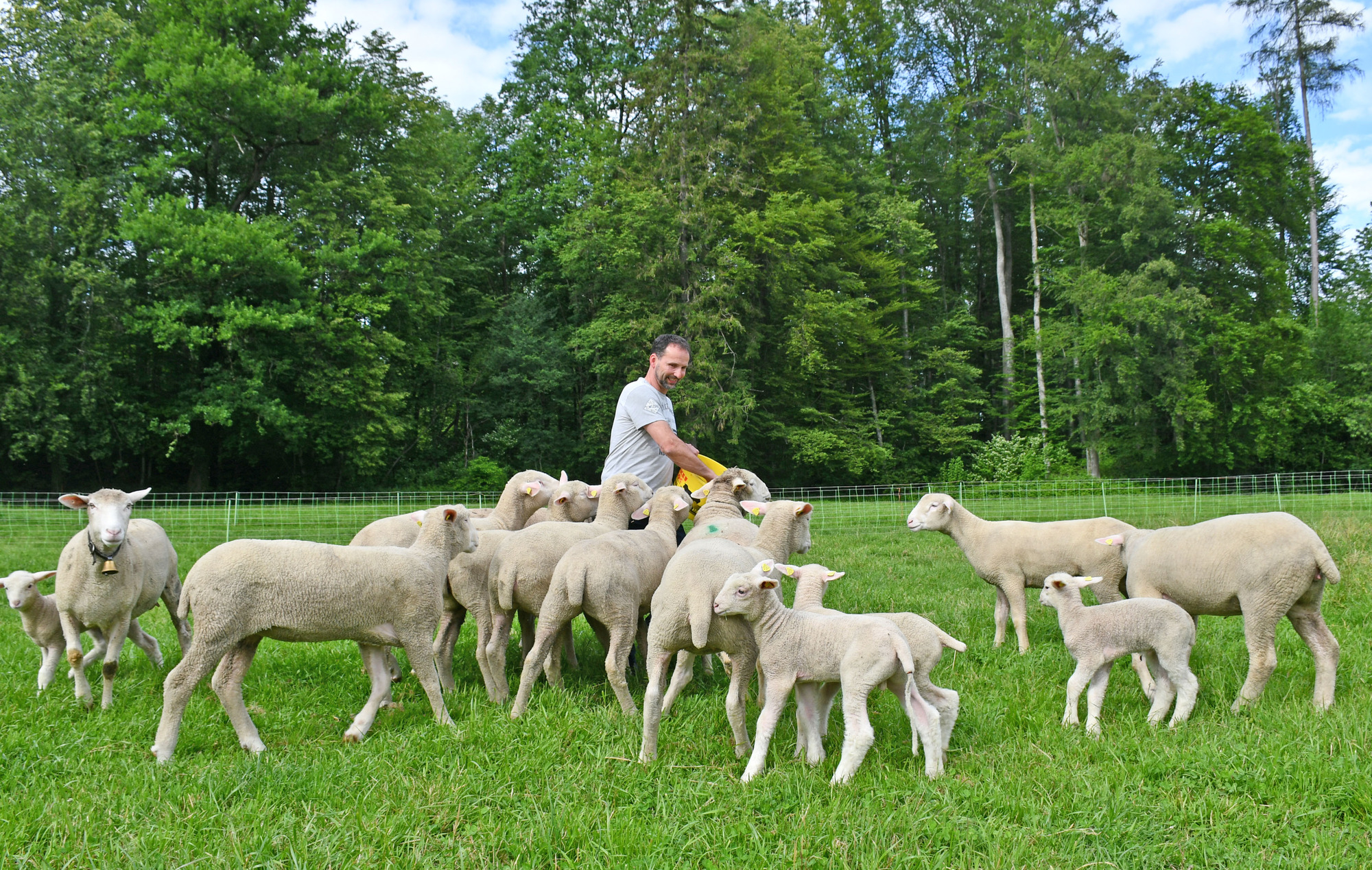 Schafzucht – ein Hobby, das abverlangt aber auch zurückgibt