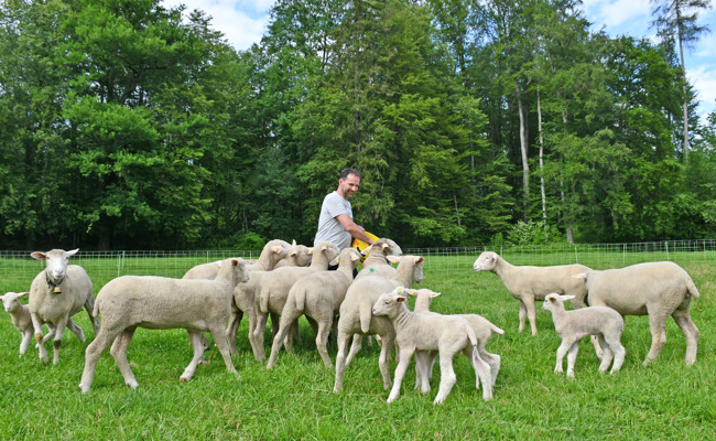Schafzucht – ein Hobby, das abverlangt aber auch zurückgibt