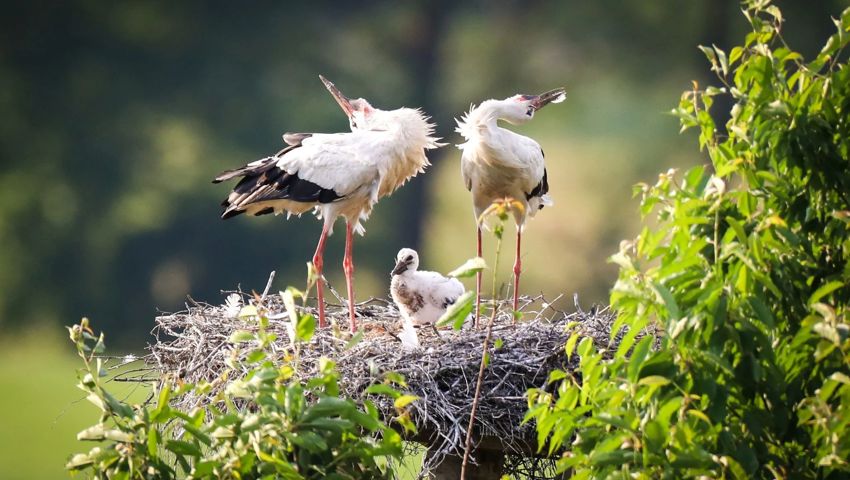 Störche im Bannriet im Rheintal. 